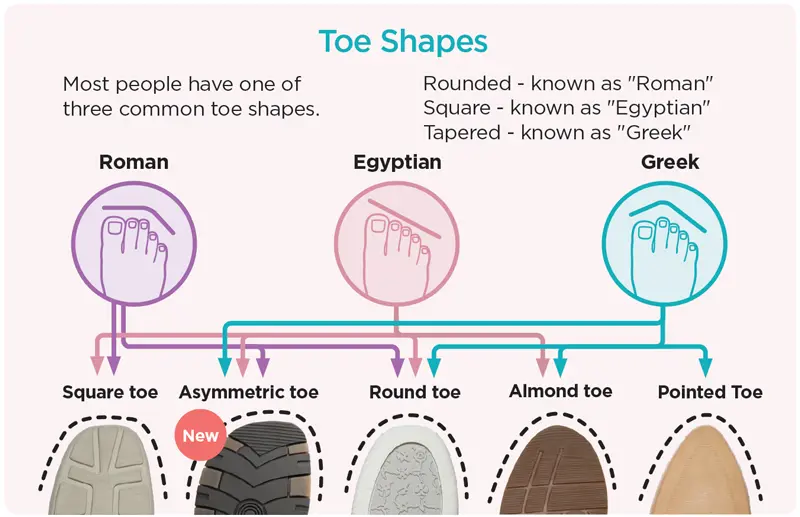 An illustration of different toe shapes