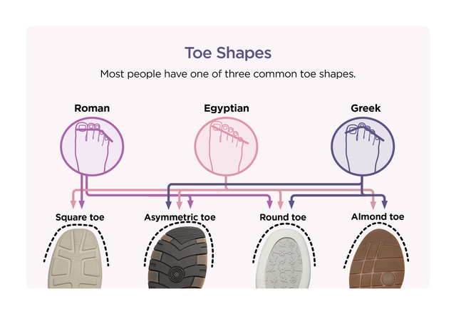 An illustration of different toe shapes